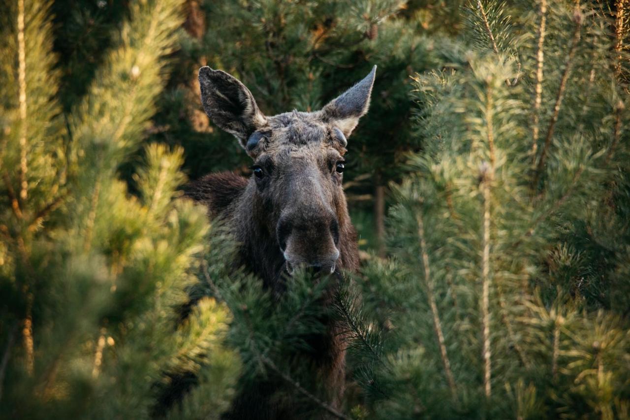 Domek W Otulinie Biebrzy Гоньондз Екстер'єр фото